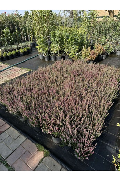 Саджанці вересу звичайного Атен в садовому центрі